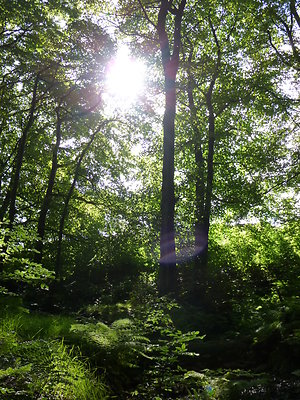 Writings. Lightwood trees with sunlight